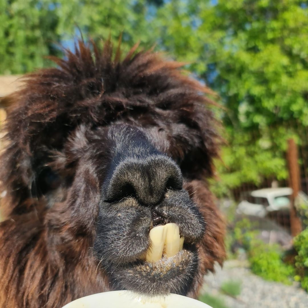 Nea Fasole - Alpaca