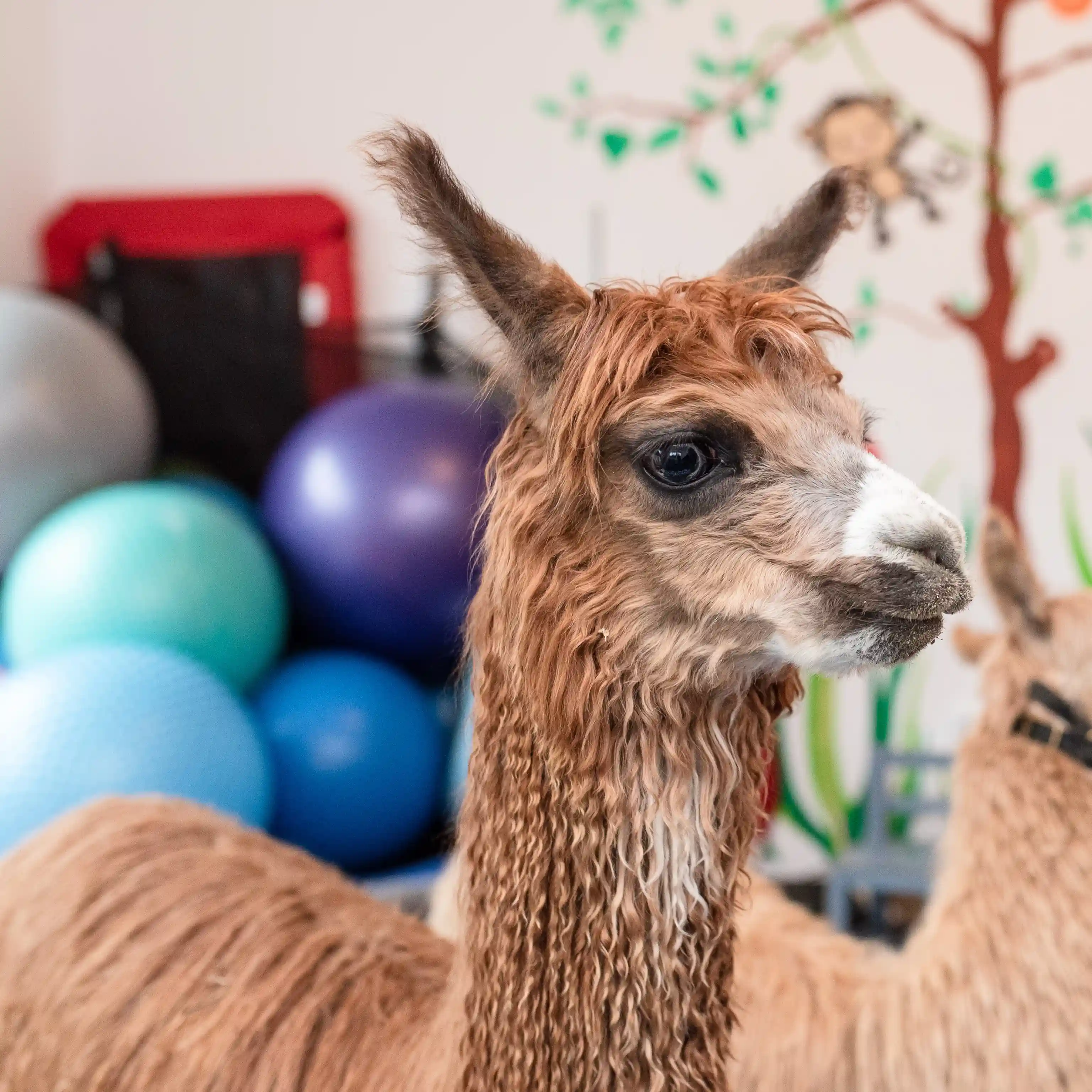 Pesto - Alpaca