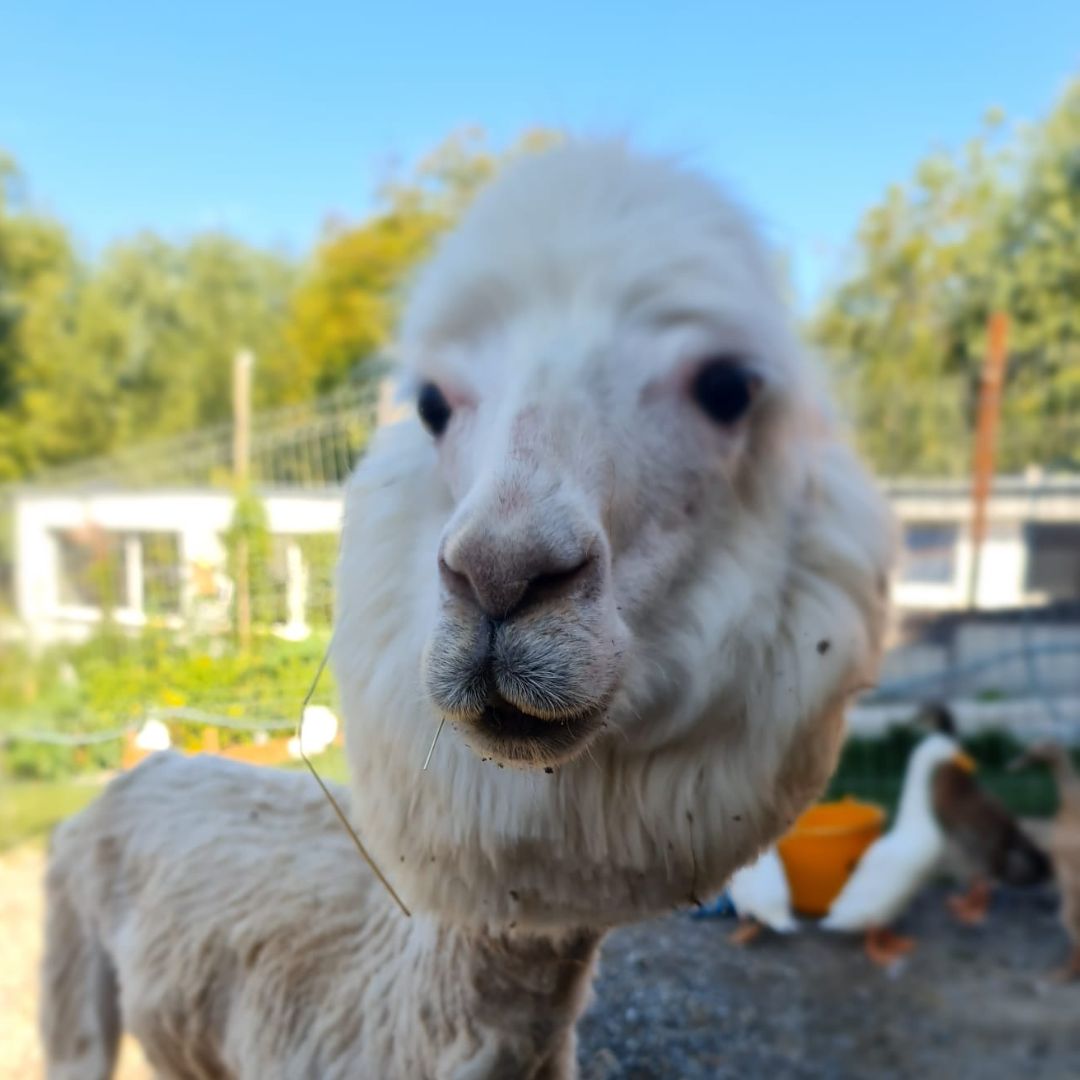 Zânu Lânu - Alpaca