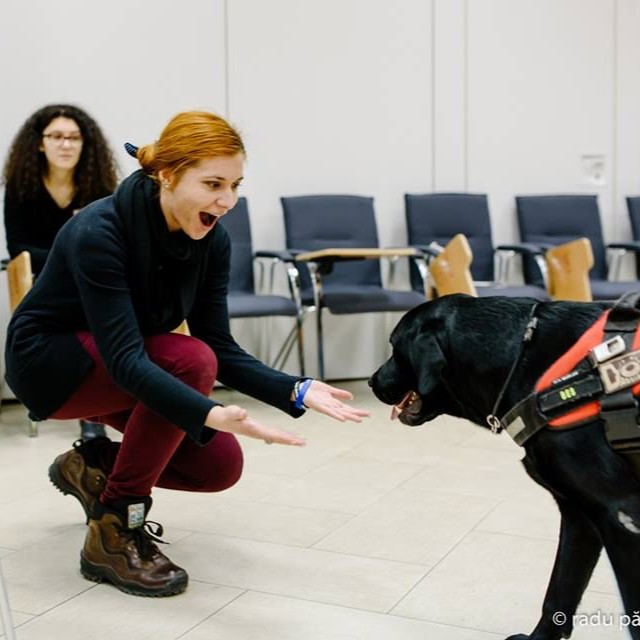 Ateliere corporate Dog Assist