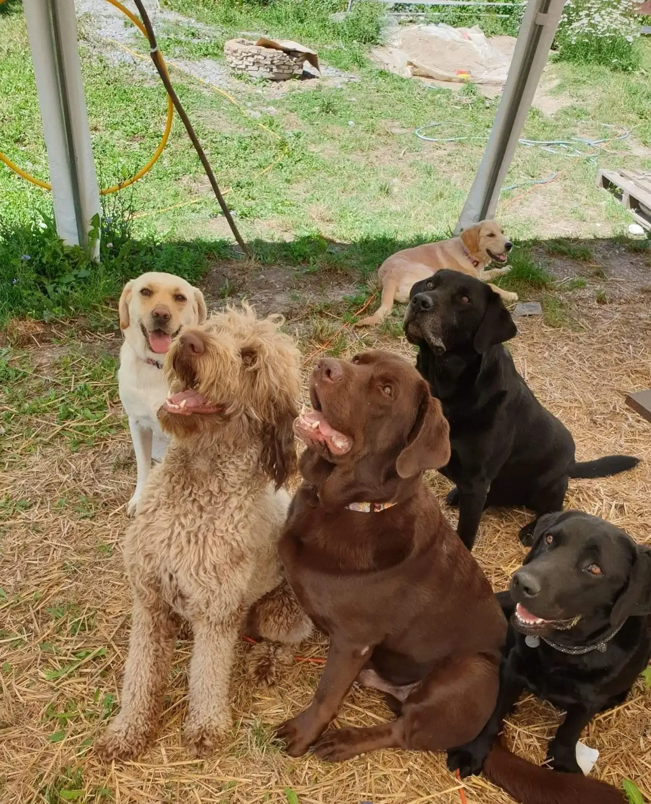 Copii relaxându-se într-o cameră cu câini Dog Assist