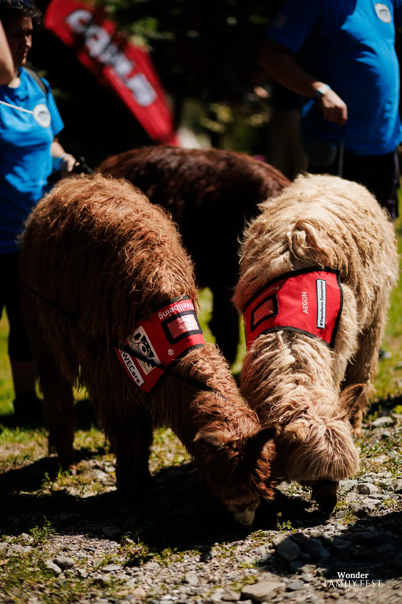 Meet & Greet cu alpaca