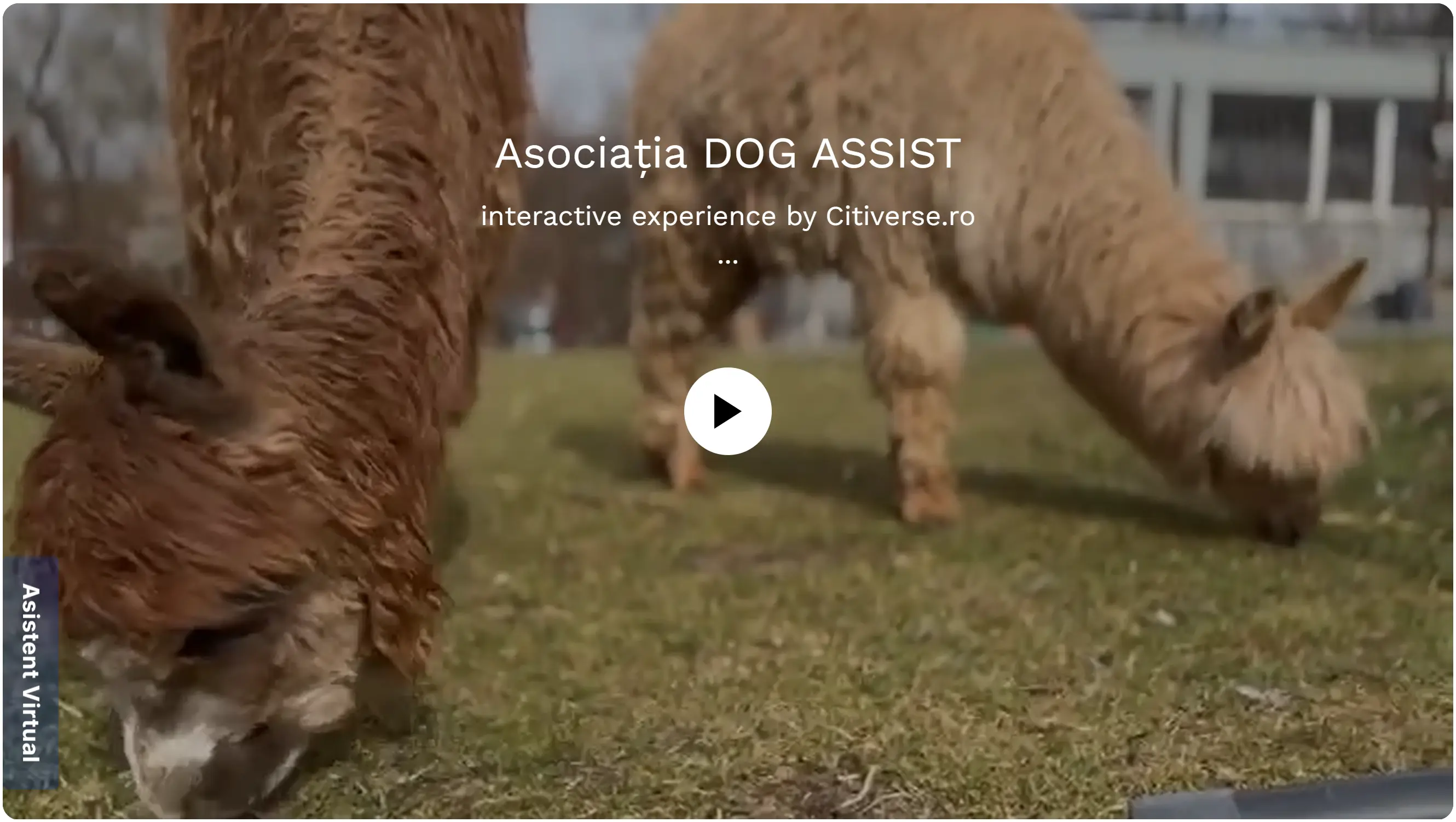 Tur virtual Dog Assist