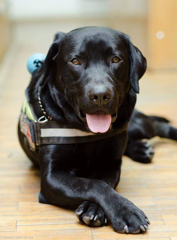 dog assist 5
